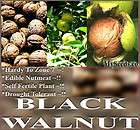 Northern California Walnut TREE SEEDS Hinds Black Walnut J. hindsii 