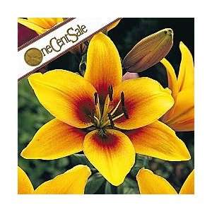  Grand Cru Asiatic Lily