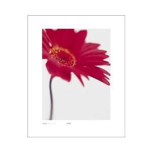  Gerbera, Bright Red On White Poster Print