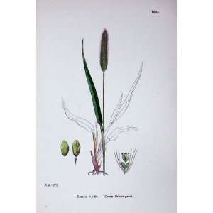   Bristle Grass Botany Plants C1902 Setaria Viridis