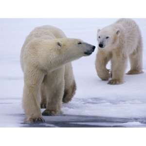  Polar Bear Cubs Follow Their Mothers Lead Across the Snow 