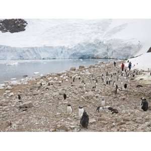 Gentoo Penguins, Neko Harbour, Antarctic Peninsula, Antarctica, Polar 