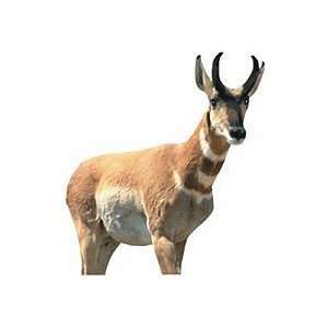  Renzos Antelope Buck Decoy