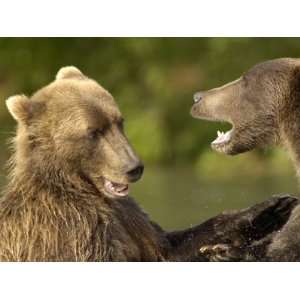  Brown Bears Fighting, Kronotsky Nature Reserve, Kamchatka 