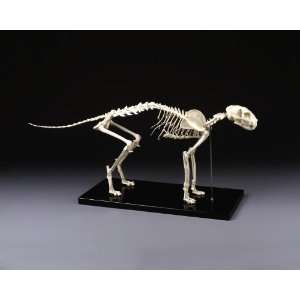 Feline Skeleton Model Deluxe Large Size Cat  Industrial 