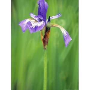  Iris Versicolor, Close up of Blue Flower with Veins and 