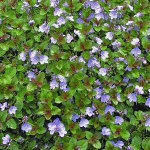  Veronica Waterperry Blue 15 Plants 4 1/2 inch Pots 