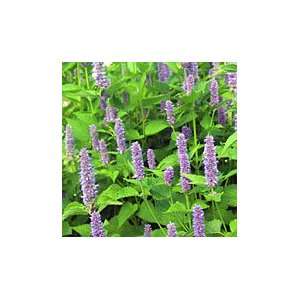  Dotted Mint   100 Seeds   Hardy Perennial Patio, Lawn 