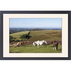  Dartmoor Ponies, Dartmoor, Devon, England, United Kingdom 