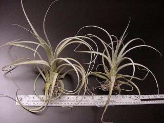   , HYBRIDS AND LOCALITY FORMS OF TILLANDSIAS IN STOCK AT ALL TIMES