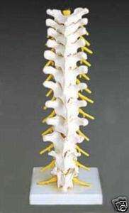 Flexible Thoracic Vertebral Column, Lumbar, Spine Model  