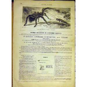  Spider Brazil Arachnid Insect French Print 1880