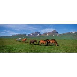  Horses Standing and Grazing in a Meadow, Borgarfjordur 