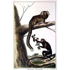  Tamarin And Ovistiti Monkeys Poster Print