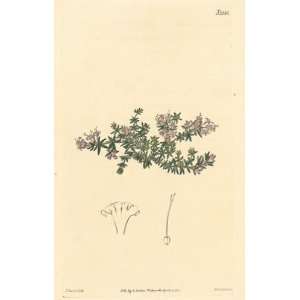   Antique Botanical Engraving of Arcadian Woodruff Patio, Lawn & Garden