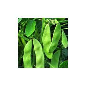  Organic Sayamusume Edamame Soybean   150 Seeds Patio 