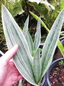 Sansevieria Strong Variegated Siam Silver Plant  
