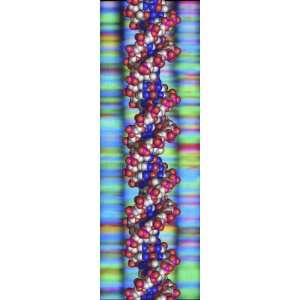 Dna Molecular Model in Front of a Multicolored Dna Gel 