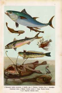 Antique Fish Print MACKEREL TUNA DEVIL Lithograph 1906  