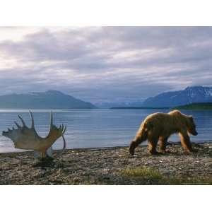  Past the Weathered Antlers of a Moose on the Shores of Naknek Lake 