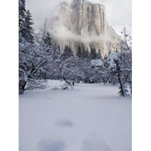  Fresh Snow Fall on El Capitan in Yosemite Valley, Yosemite 