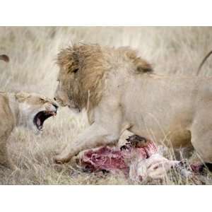  Lion and a Lioness Fighting for a Dead Zebra, Ngorongoro 
