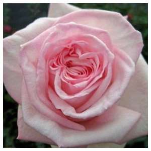 Light Pink Garden Roses OHara 72 Roses Grocery & Gourmet Food