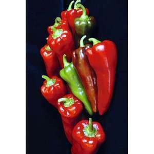  Carmen Italian Pepper   48 Plants   AAS Winner Patio 