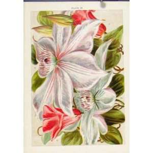  Hypericum Hookerianum Color Flower Plant Shrub Print