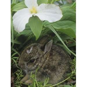  Baby Eastern Cottontail Hiding under a Trillium Flower 