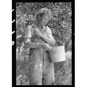  Photo Migrant cherry picker, Berrien County, Michigan 1940 