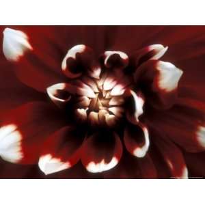 Dahlia, Duet (August), Close up of Red & White Flower Photographic 