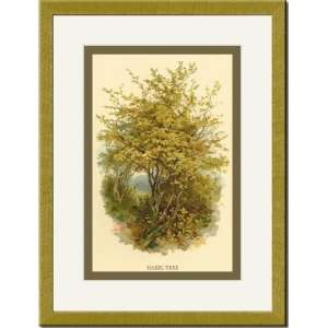  Gold Framed/Matted Print 17x23, Hazel Tree