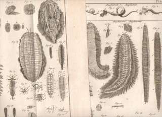 The prints are copperplate engravings printed circa 1785.