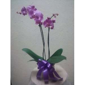 Purple Orchid Planter  Grocery & Gourmet Food