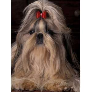Shih Tzu Portrait with Hair Tied Up, Showing Length of Facial Hair 