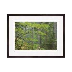  Mount Rainier Vine Maple Framed Giclee Print
