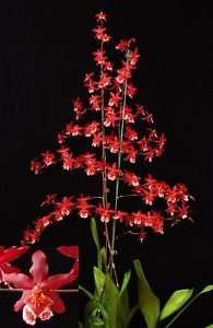 Oncidium Finial Fire Clown Blooming Size Orchid Plant, Shipped in 4 