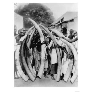  Tanzanians with Ivory Tusks Photograph   Tanganyika 