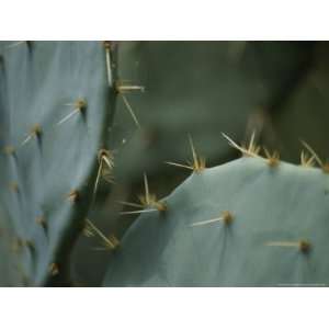  A Close View of the Sharp Spines on a Prickly Pear Cactus 