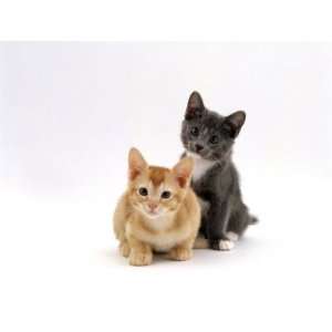  Domestic Cat, 9 Week, Red and Blue Kittens Premium Poster 