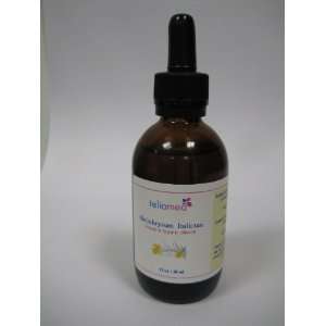 Helichrysum Italicum Infused in Organic Olive Oil for Wrinkles, Scars 
