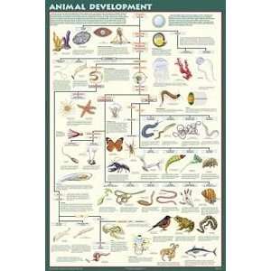  Animal Development Laminated