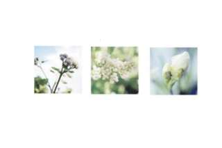 New Ikea TRILLING Flower Posters, set of 3  