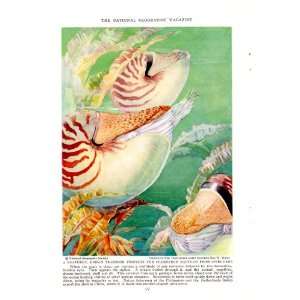  1935 Trapdoor Protects a Chambered Nautilus from Intruders 