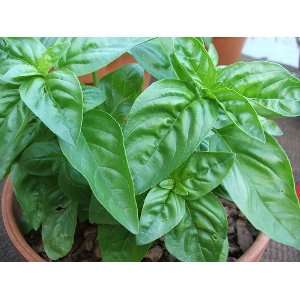  Compact Basil 100 Seeds, 750 mg Patio, Lawn & Garden