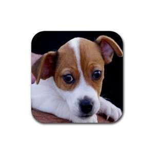  Jack Russell Puppy Dog 3 Rubber Coaster (4 pack) DD0703 