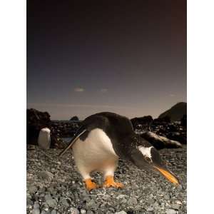 Gentoo Penguin, Bending Over, Sub Antarctic Premium 