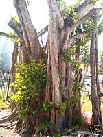 Ficus Banyan Tree 42 Height Overall  