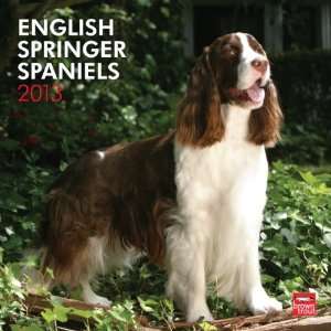  English Springer Spaniels International 2013 Wall Calendar 